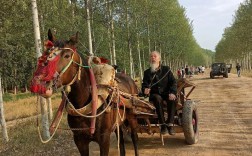 赶马车有哪些实用技巧？