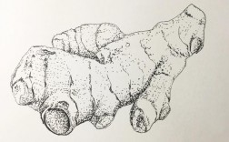 生姜创意素描，如何用素描玩转生姜的创意？