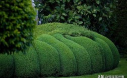 创意绿篱，如何巧思打造独特风景线？