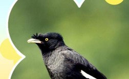 八哥教语技巧，八哥教语技巧和方法