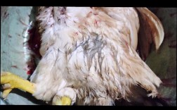 退鸡毛技巧有哪些？快速有效的方法是什么？