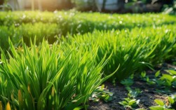 菖蒲培养技巧今夏还适用吗？