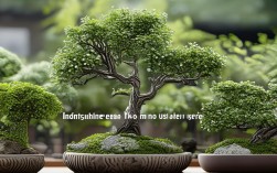 2025年最新盆栽创意摆法，这3种你家试过吗？