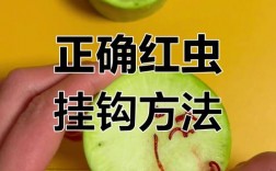 黑坑用红虫钓鲤鱼技巧，黑坑用红虫钓鲤鱼技巧视频