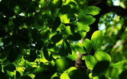 吹树叶技巧图解，吹树叶技巧图解大全