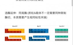 生物竞赛技巧有哪些实用方法？