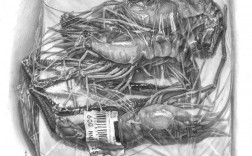 创意速写虾，速写虾的图片