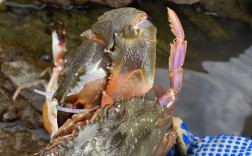 海边蟹笼抓螃蟹技巧