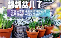 养翻翻的技巧，如何翻盆