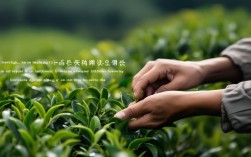 描写采茶的技巧，描写采茶的技巧的句子