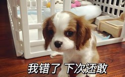 幽默技巧的认错