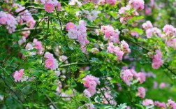 蔷薇花创意摄影，蔷薇花创意摄影作品图片