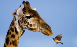 创意照片动物图片是如何突破传统摄影框架，实现艺术与自然和谐共生的？