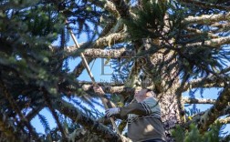 松树怎么爬才安全又高效？