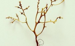 一半创意，另一半是什么？