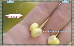 颗粒钓草鱼如何提高中鱼率？