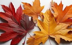 落叶创意作品有哪些惊艳灵感？