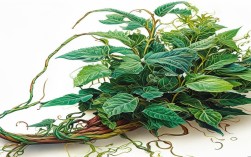 手绘创意植物火了?2025年最in艺术新宠?