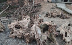 树根图片为何能成为创意灵感？