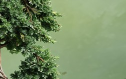 创意手工大树的制作