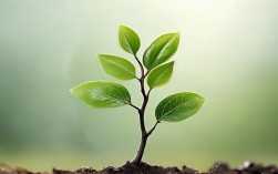 小树苗创意图片