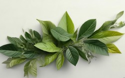 树叶创意图片