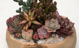 欧美多肉拼盘如何创意搭配？
