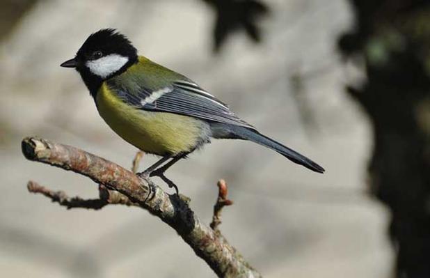 大山雀的饲养技巧-图1 大山雀的饲养技巧-图1