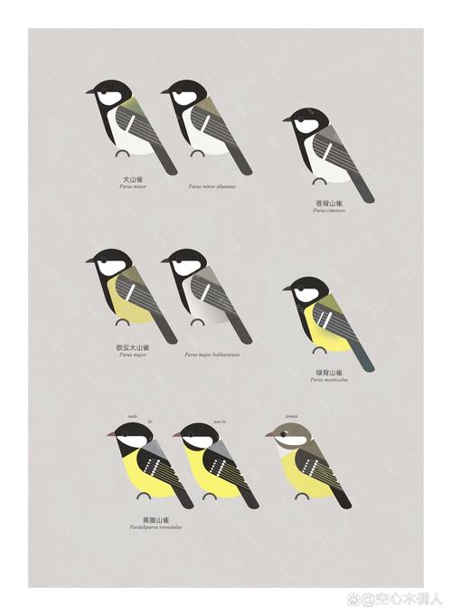 大山雀的饲养技巧-图2 大山雀的饲养技巧-图2