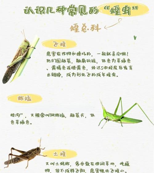 捉蚂蚱的技巧和方法-图1 捉蚂蚱的技巧和方法-图1