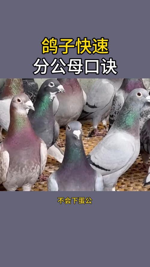 白鸽配对技巧-图2 白鸽配对技巧-图2