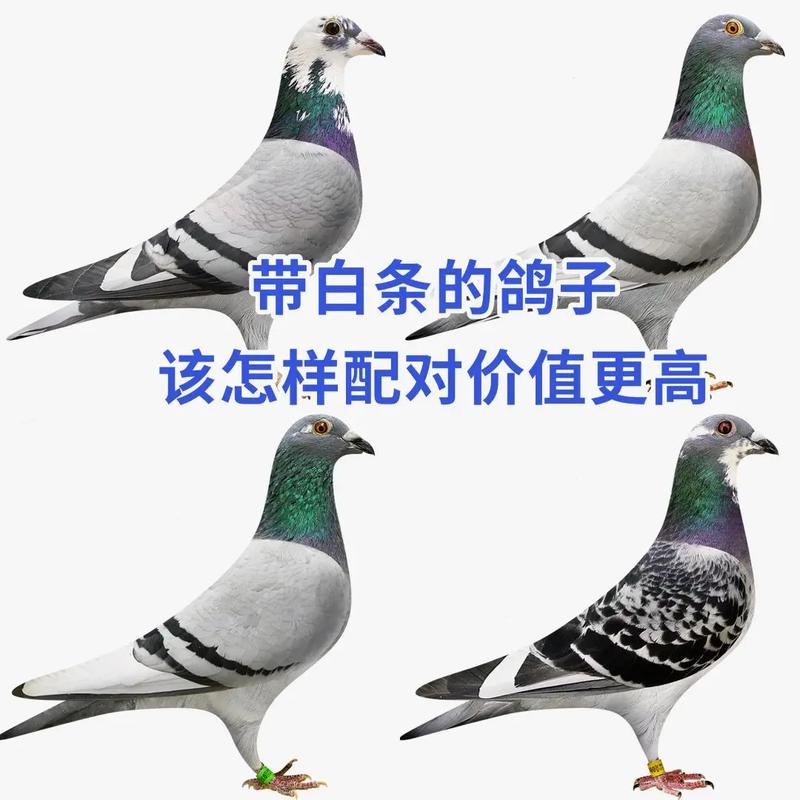 白鸽配对技巧-图1 白鸽配对技巧-图1