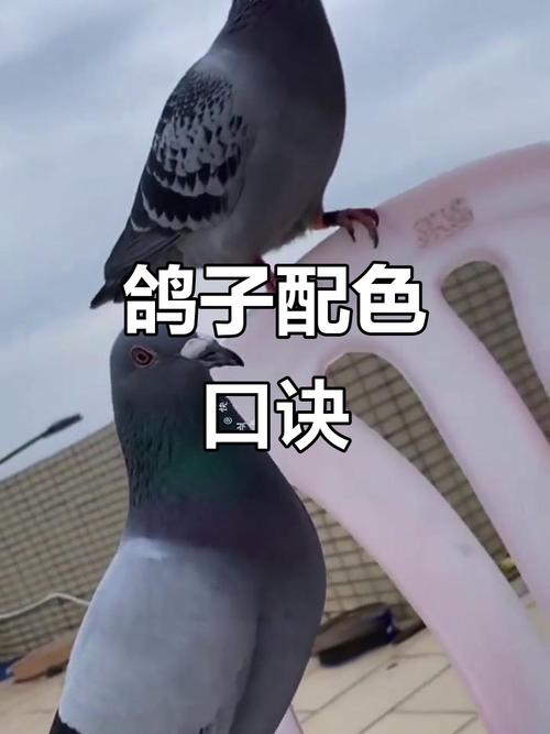 白鸽配对技巧-图3 白鸽配对技巧-图3