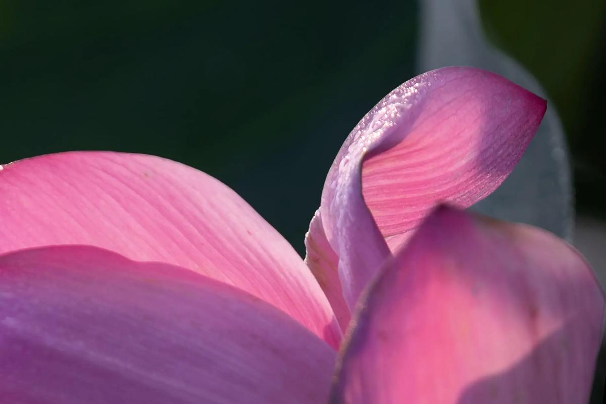 创意趣荷-图1 创意趣荷-图1