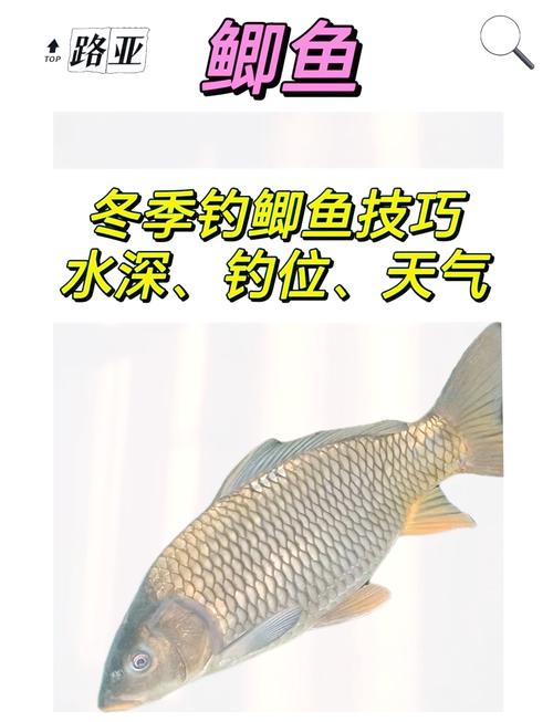 冬钓鲫鱼的八点技巧-图3 冬钓鲫鱼的八点技巧-图3