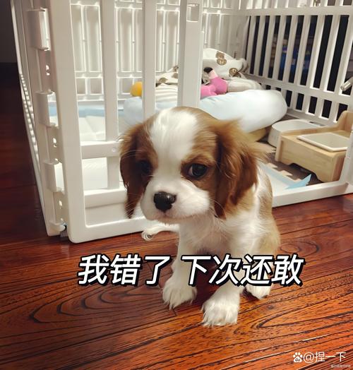 幽默技巧的认错-图1 幽默技巧的认错-图1