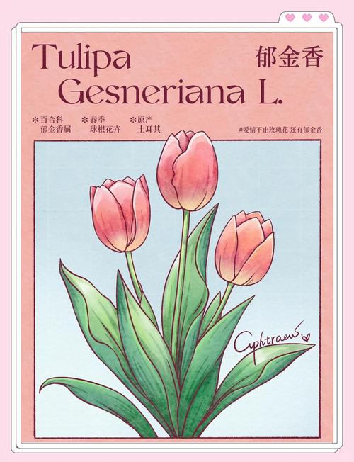 郁金香创意插画-图1