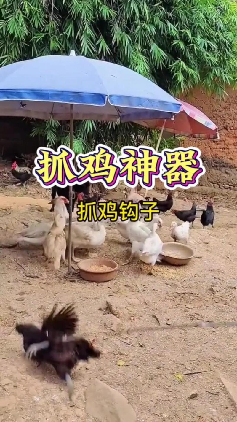 抓家鸡的技巧-图1 抓家鸡的技巧-图1