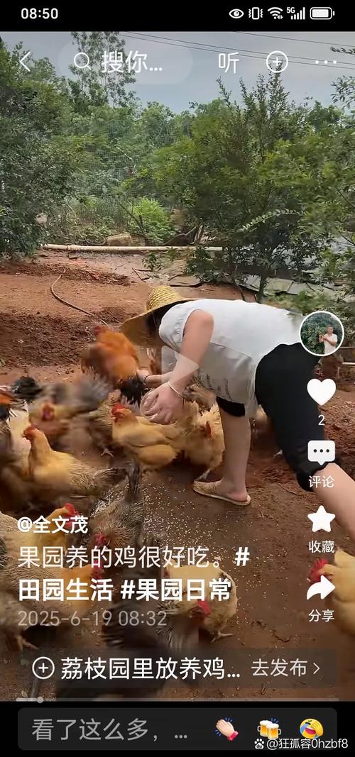 抓家鸡的技巧-图3 抓家鸡的技巧-图3