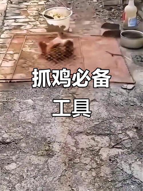 抓家鸡的技巧-图2 抓家鸡的技巧-图2