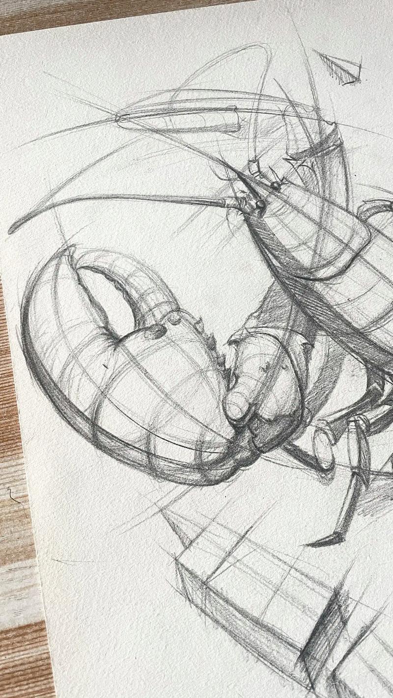 创意速写虾-图2