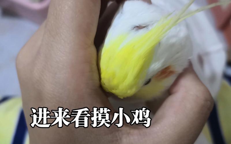 添小鸡的技巧-图3 添小鸡的技巧-图3