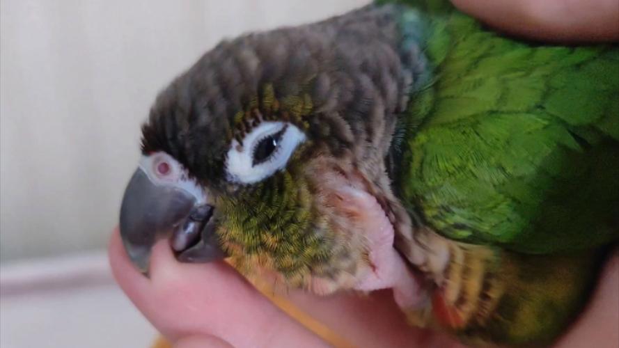 添小鸡的技巧-图1