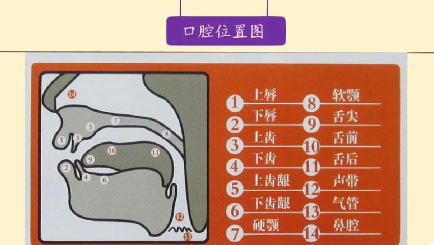 后口腔发音小技巧，后口腔发音小技巧是什么-图1