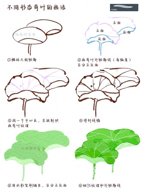 画荷叶技巧-图2