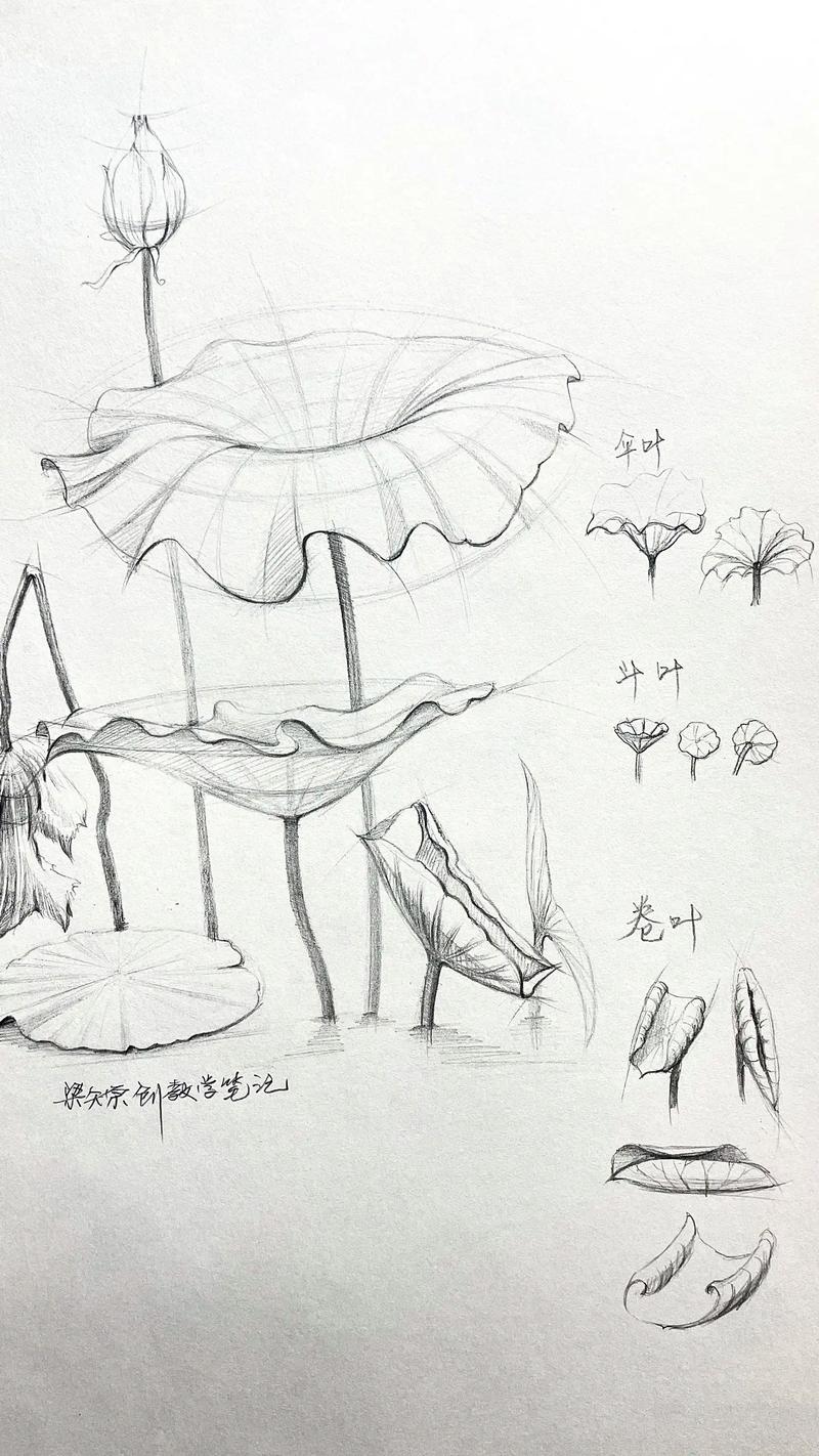 画荷叶技巧-图1