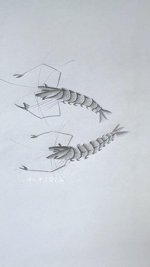 创意速写虾,速写虾的图片-图3 创意速写虾,速写虾的图片-图3