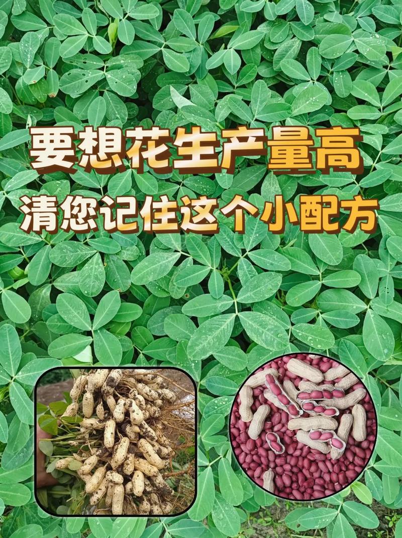 摘花生的技巧，摘花生的技巧和方法-图3