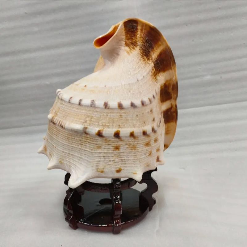 海螺创意手工，海螺创意手工作品-图1