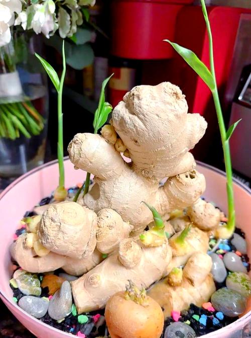 创意姜图片-图1 创意姜图片-图1